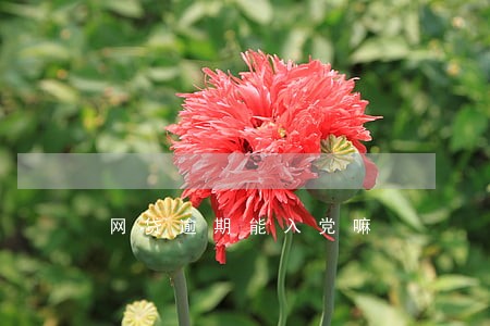 网贷逾期能入党嘛 网贷逾期能入党嘛