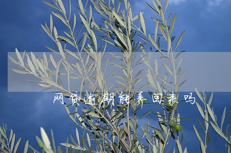网贷逾期能养回来吗 网贷逾期能养回来吗