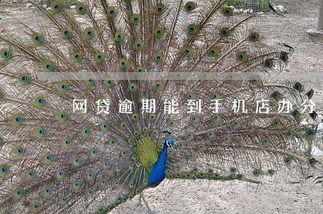 网贷逾期能到手机店办分期吗