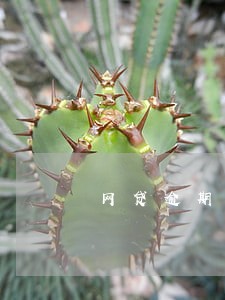 网贷逾期能办美签吗 网贷逾期能办美签吗