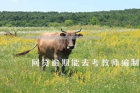 网贷逾期能去考教师编制吗 网贷逾期能去考教师编制吗