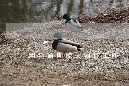 网贷逾期能去银行工作 网贷逾期能去银行工作