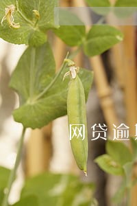 网贷逾期能参选村官吗 网贷逾期能参选村官吗
