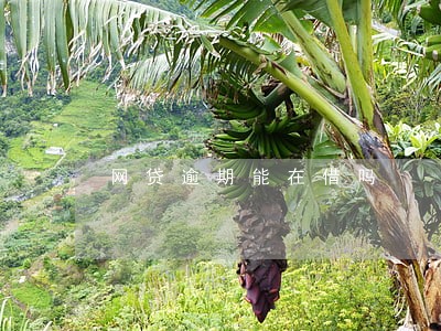 网贷逾期能在借吗 网贷逾期能在借吗