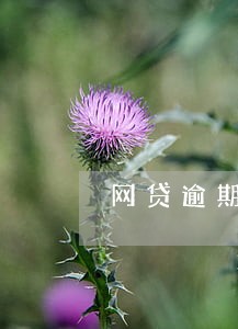 网贷逾期能在深圳读书吗 网贷逾期能在深圳读书吗