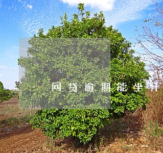 网贷逾期能坐什么车 网贷逾期能坐什么车