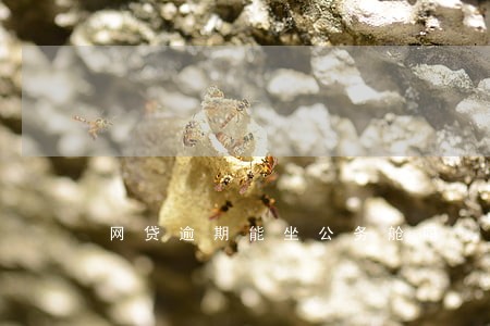 网贷逾期能坐公务舱吗 网贷逾期能坐公务舱吗