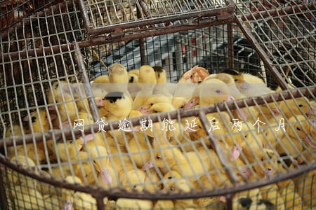 网贷逾期能延后两个月 网贷逾期能延后两个月