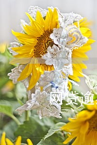 网贷逾期能当担保人吗 网贷逾期能当担保人吗