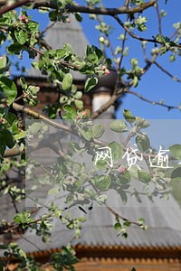 网贷逾期能影响孩子上学吗 网贷逾期能影响孩子上学吗