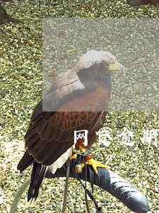 网贷逾期能打通讯录电话吗 网贷逾期能打通讯录电话吗
