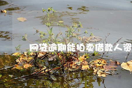 网贷逾期能拍卖借款人资料 网贷逾期能拍卖借款人资料