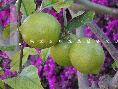 网贷逾期能搞助学贷款吗 网贷逾期能搞助学贷款吗