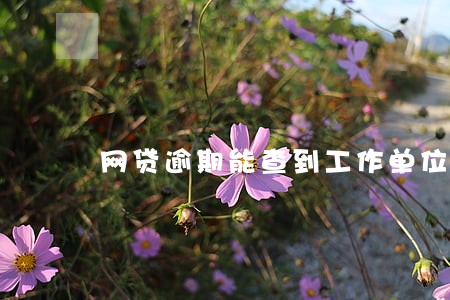网贷逾期能查到工作单位吗 网贷逾期能查到工作单位吗