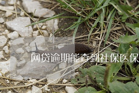 网贷逾期能查到社保医保吗 网贷逾期能查到社保医保吗