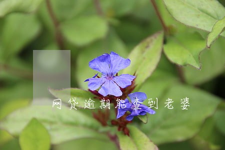 网贷逾期能查到老婆 网贷逾期能查到老婆