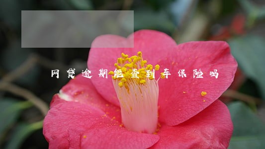 网贷逾期能查到车保险吗 网贷逾期能查到车保险吗