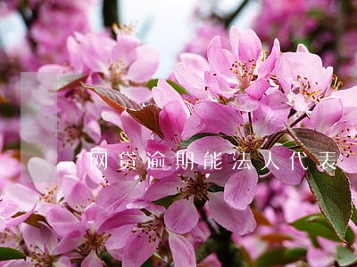 网贷逾期能法人代表