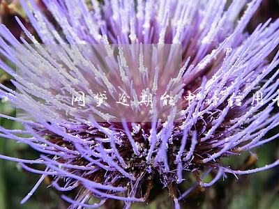 网贷逾期能申请信用卡么