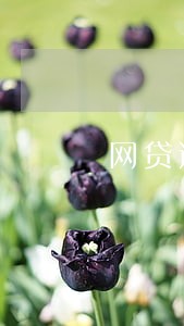 网贷逾期能贷口子 网贷逾期能贷口子