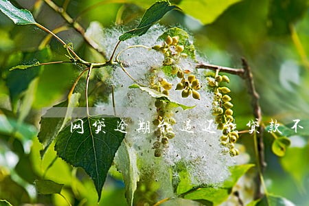网贷逾期能过还能贷款不 网贷逾期能过还能贷款不