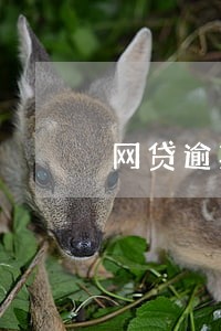 网贷逾期能进厂吗 网贷逾期能进厂吗