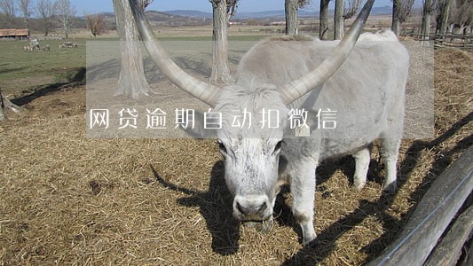 网贷逾期自动扣微信 网贷逾期自动扣微信