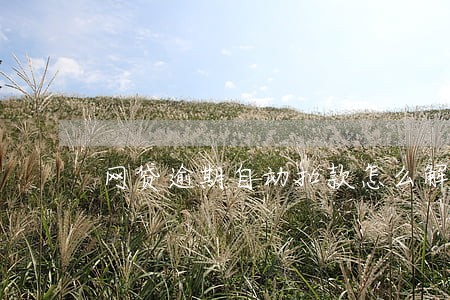 网贷逾期自动扣款怎么解除 网贷逾期自动扣款怎么解除