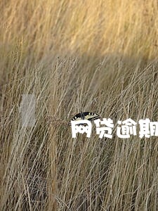 网贷逾期自动扣除怎么解除 网贷逾期自动扣除怎么解除