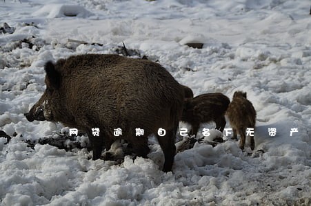 网贷逾期自己名下无资产 网贷逾期自己名下无资产