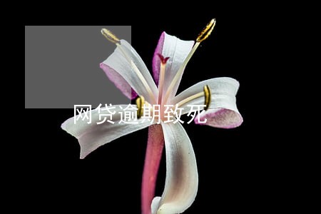 网贷逾期致死 网贷逾期致死