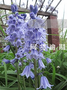 网贷逾期芝麻分会降低吗 网贷逾期芝麻分会降低吗
