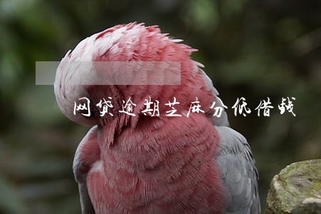 网贷逾期芝麻分低借钱 网贷逾期芝麻分低借钱