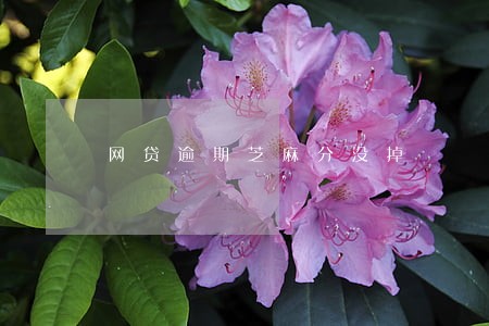 网贷逾期芝麻分没掉 网贷逾期芝麻分没掉