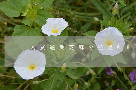 网贷逾期芝麻分还是680 网贷逾期芝麻分还是680