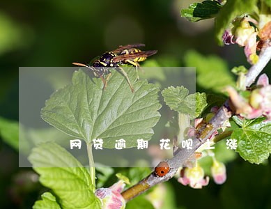 网贷逾期花呗上涨