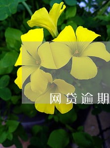网贷逾期花呗提额 网贷逾期花呗提额