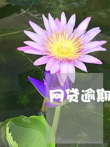 网贷逾期花呗能正常使用吗 网贷逾期花呗能正常使用吗