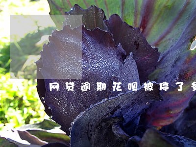 网贷逾期花呗被停了多久能恢复 网贷逾期花呗被停了多久能恢复