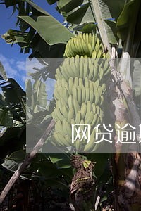 网贷逾期苹果id被锁 网贷逾期苹果id被锁