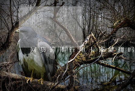 网贷逾期行用卡还能用吗 网贷逾期行用卡还能用吗