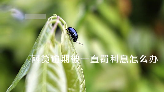 网贷逾期被一直罚利息怎么办 网贷逾期被一直罚利息怎么办