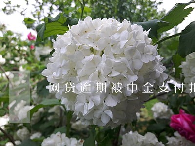 网贷逾期被中金支付扣款 网贷逾期被中金支付扣款