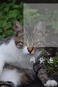 网贷逾期被人家告了违法吗 网贷逾期被人家告了违法吗