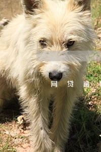 网贷逾期被代偿有什么后果 网贷逾期被代偿有什么后果