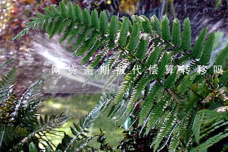 网贷逾期被代偿算转移吗 网贷逾期被代偿算转移吗
