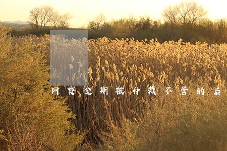 网贷逾期被仲裁不管的后果 网贷逾期被仲裁不管的后果