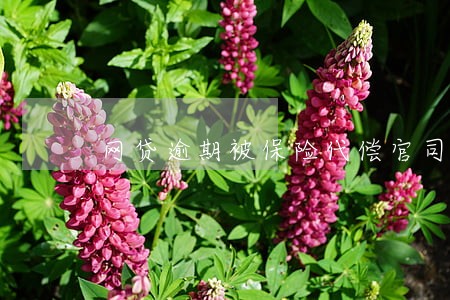网贷逾期被保险代偿官司