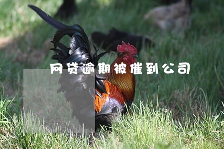 网贷逾期被催到公司 网贷逾期被催到公司
