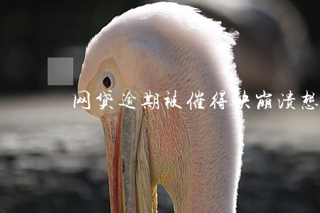 网贷逾期被催得快崩溃想换手机号 网贷逾期被催得快崩溃想换手机号